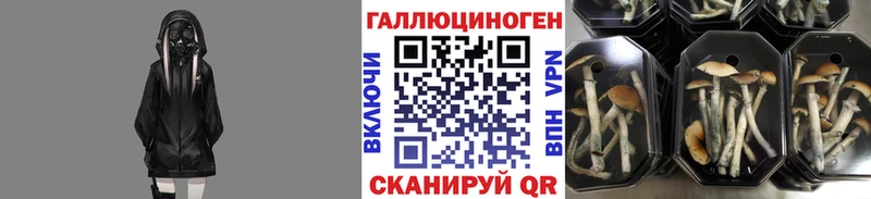 магазин наркотиков Долгопрудный Псилоцибиновые грибы MAGIC MUSHROOMS